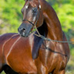 Meet your Posher, Dan